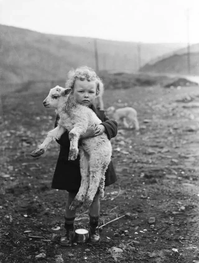 Damaged vintage photo of young boy with lamb restored using AI photo restoration technology